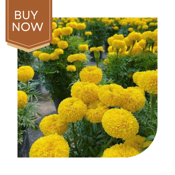 Buy African Marigold Seeds (OP)- Orange - Image 2
