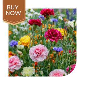 Buy Carnation Seeds (OP)- Mix