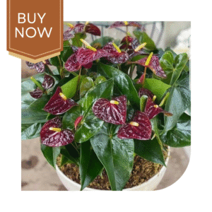 20 20250507 140019 0019