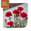 Buy Carnation Seeds (OP)- Mix - Image 4
