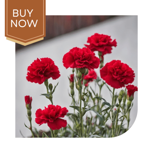 Buy Carnation Seeds (OP)- Mix - Image 4