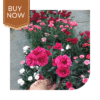 Buy Carnation Seeds (OP)- Mix - Image 3