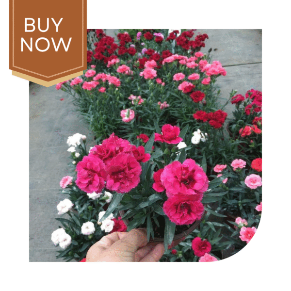 Buy Carnation Seeds (OP)- Mix - Image 3