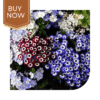 Buy Cineraria Seeds (OP)- Mix