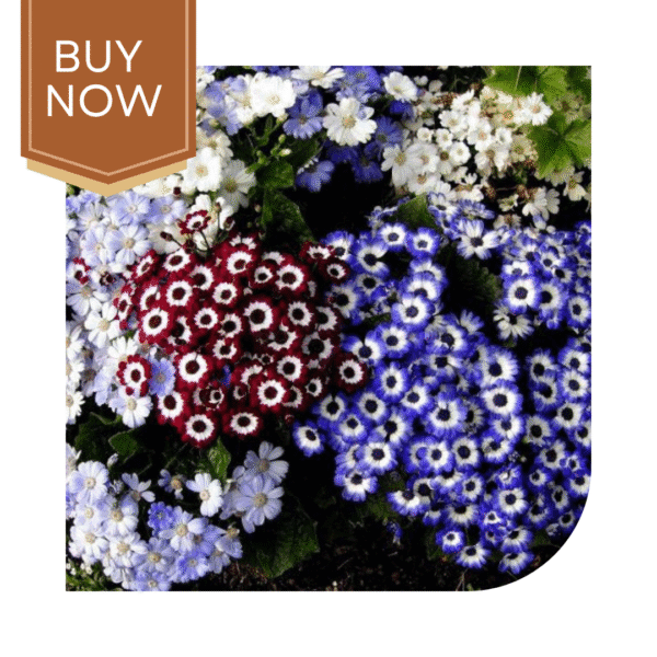 Buy Cineraria Seeds (OP)- Mix