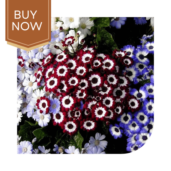 Buy Cineraria Seeds (OP)- Mix