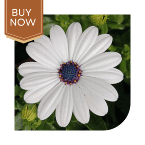 Buy Dimorphoteca Seeds (OP)- White