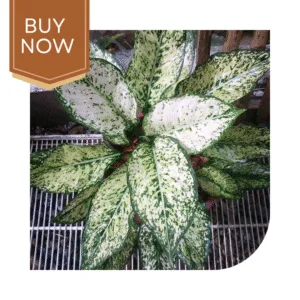 2 20250507 203657 0001