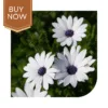 Buy Dimorphoteca Seeds (OP)- White