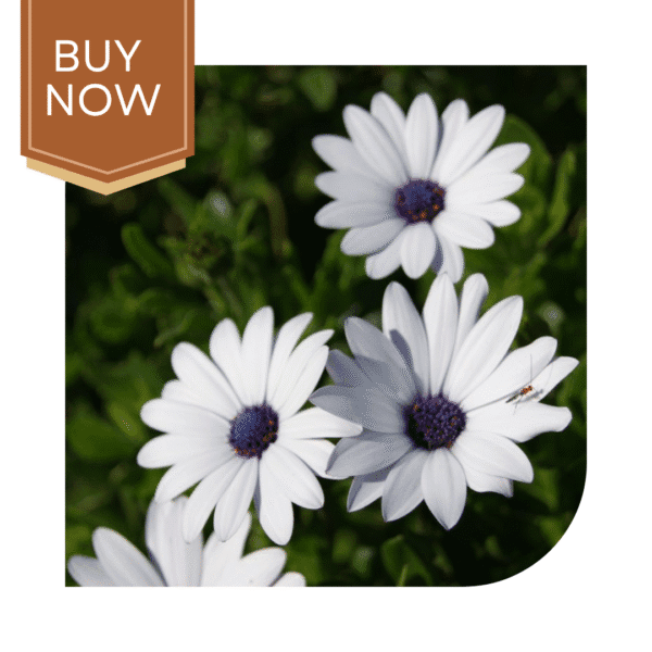 Buy Dimorphoteca Seeds (OP)- White