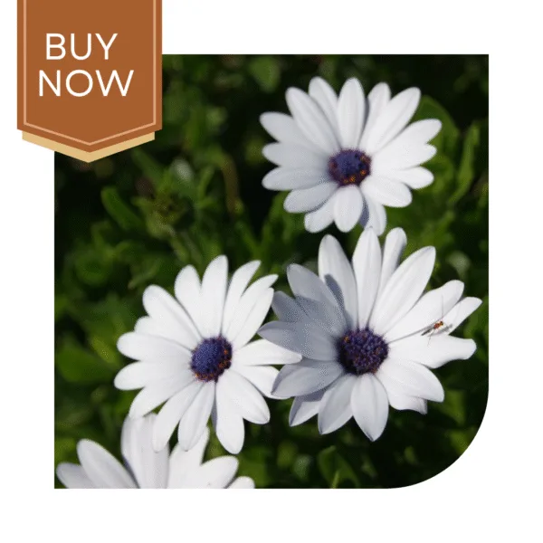 Buy Dimorphoteca Seeds (OP)- White