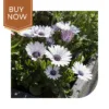 Buy Dimorphoteca Seeds (OP)- White
