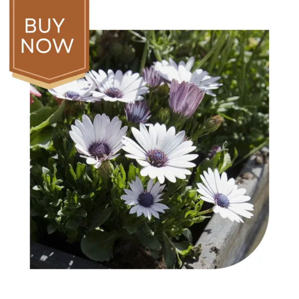 Buy Dimorphoteca Seeds (OP)- White