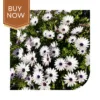 Buy Dimorphoteca Seeds (OP)- White - Image 4