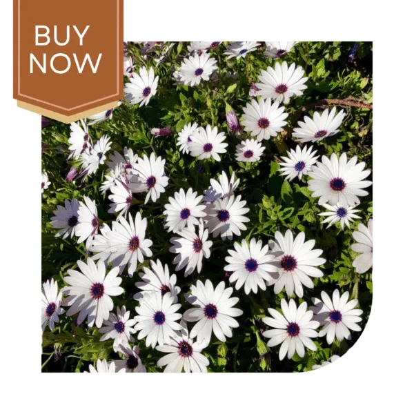Buy Dimorphoteca Seeds (OP)- White - Image 4