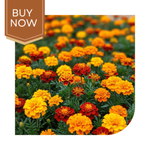 Buy French Marigold Seeds (OP)- Mix