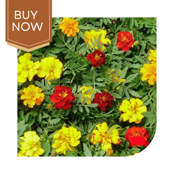 Buy French Marigold Seeds (OP)- Mix