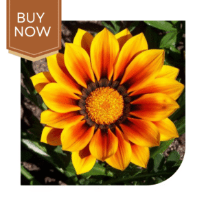 Buy Gazania Seeds (OP)- Sunshine