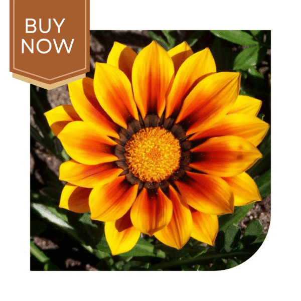Buy Gazania Seeds (OP)- Sunshine