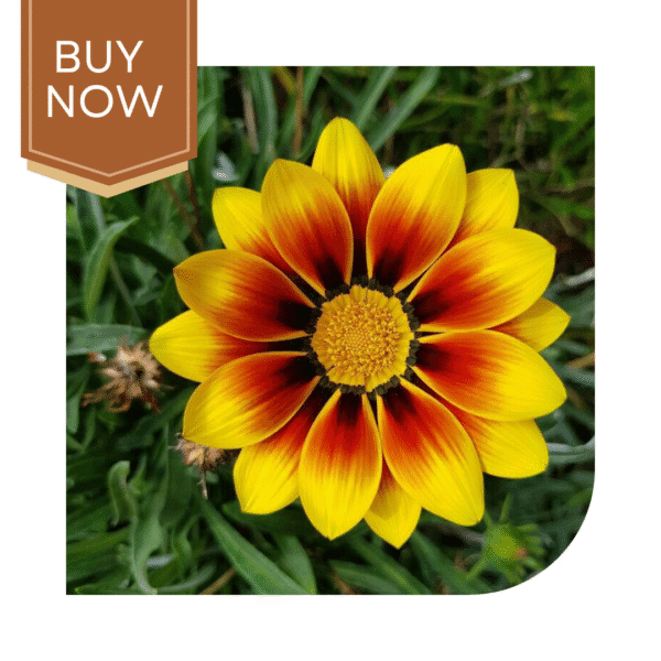 Buy Gazania Seeds (OP)- Sunshine