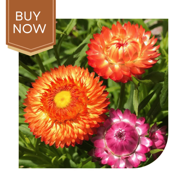 Helichrysum Seeds