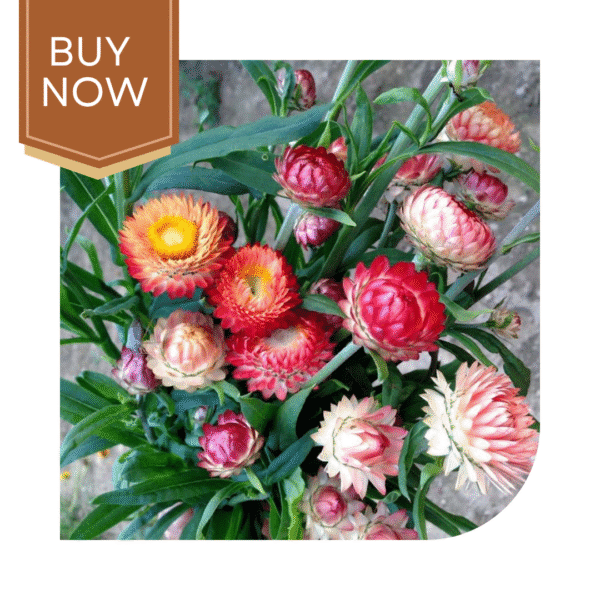 Helichrysum Seeds