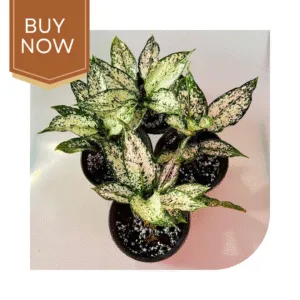 3 20250507 203657 0002