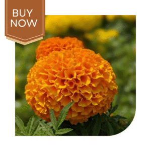 Buy African Marigold Seeds (OP)- Yellow
