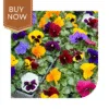 Buy Pansy Seeds (OP)- Mix