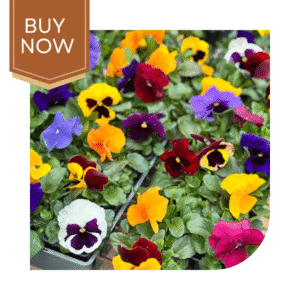 Buy Pansy Seeds (OP)- Mix