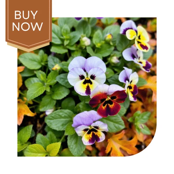 Buy Pansy Seeds (OP)- Mix