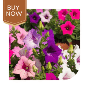 Buy Petunia Seeds (OP)- Mix