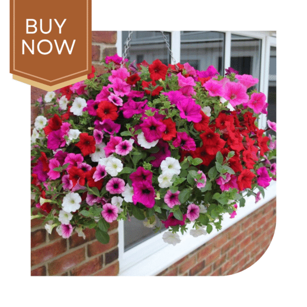 Buy Petunia Seeds (OP)- Mix