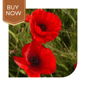 Buy Poppy Seeds (OP)- Red