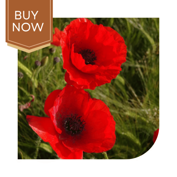 Buy Poppy Seeds (OP)- Red
