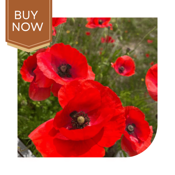 Buy Poppy Seeds