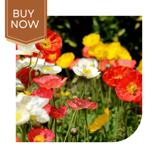 Buy Poppy Seeds (OP)- Mix