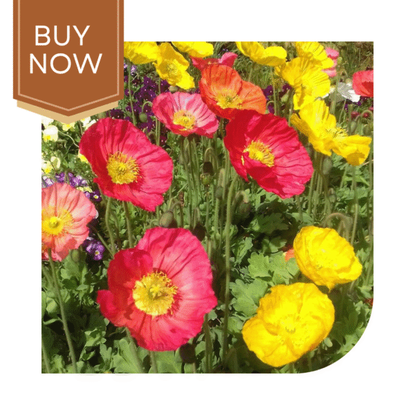 Buy Poppy Seeds (OP)- Mix