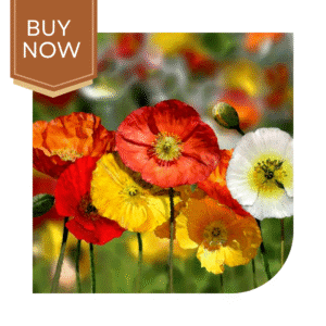 Buy Poppy Seeds (OP)- Mix