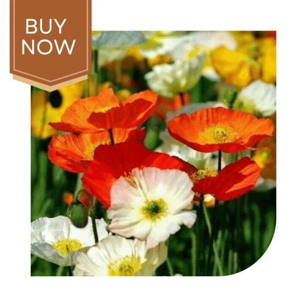 Buy Poppy Seeds (OP)- Mix