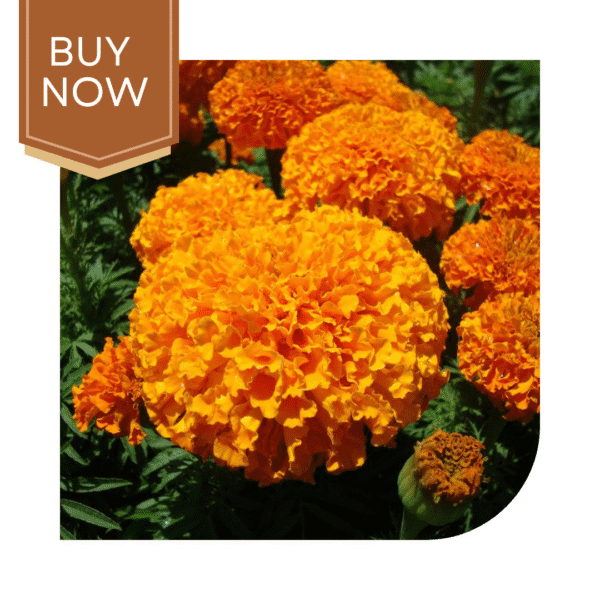 Buy African Marigold Seeds (OP)- Yellow - Image 2