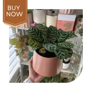 55 20250507 140022 0054