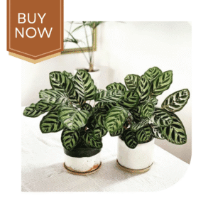 58 20250507 140022 0057