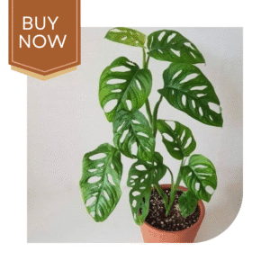 67 20250507 140023 0066