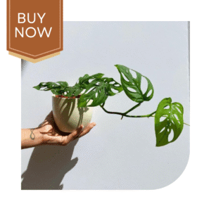 68 20250507 140023 0067