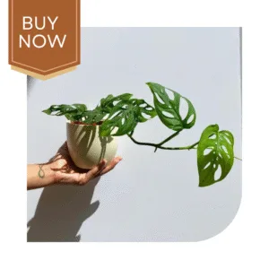 68 20250507 140023 0067