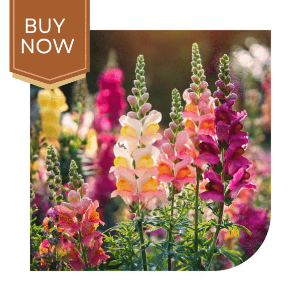 Buy Antirrhinum Seeds (OP)- Mix - Image 2