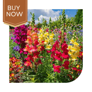 Buy Antirrhinum Seeds (OP)- Mix