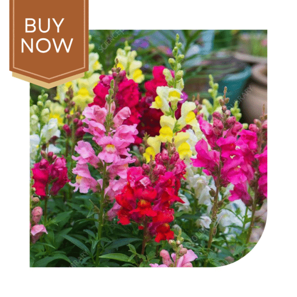 Buy Antirrhinum Seeds (OP)- Mix - Image 3
