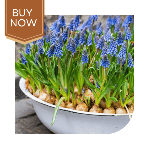 Buy Muscari/Grape Hyacinth Bulb - Image 3